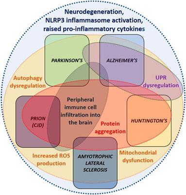 Neurodegenerative Disease and the NLRP3 Inflammasome